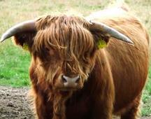 Testing of Veterinary Medicinal Products according to the Directive 2001/82/EC