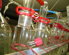 Biodegradation/Environmental Fate