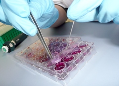 In vitro Toxicology
