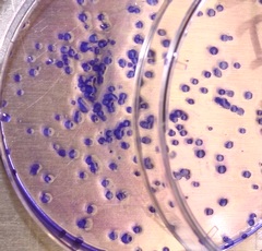 In vitro Mutagenicity and Genotoxicity